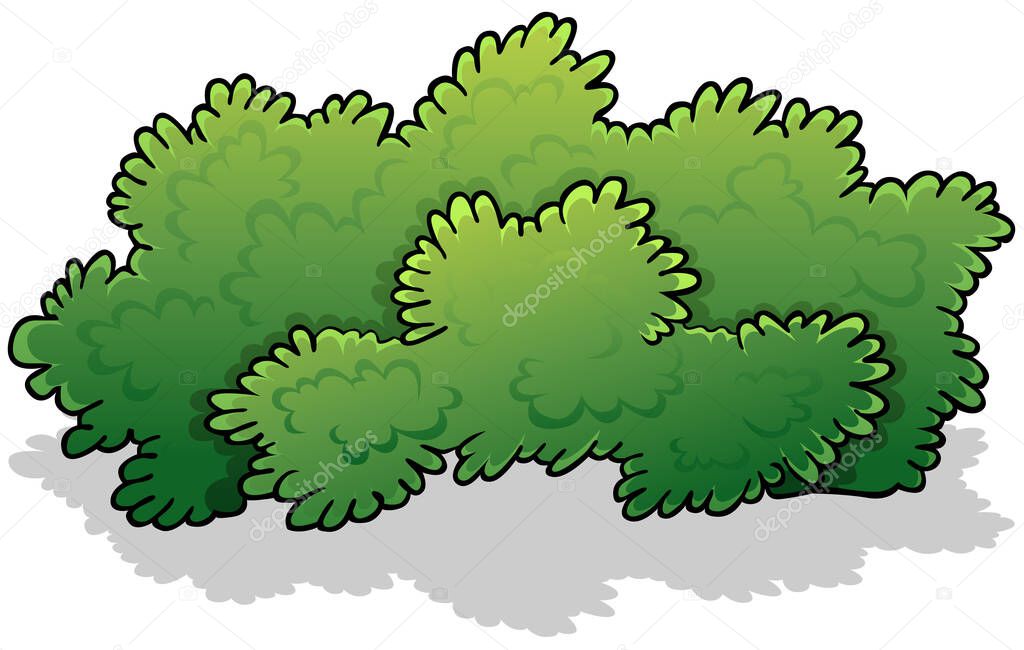 Green Broad Shrub - Colored Cartoon Illustration Isolated on White Background, Vector