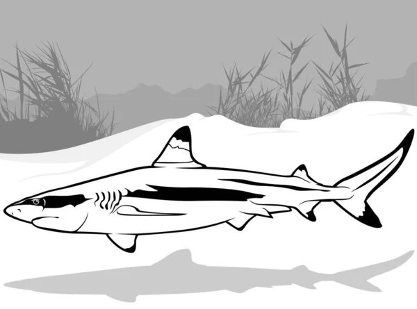Profilden Blacktip Resif Köpekbalığı Çizimi Siyah Resimler Beyaz Arkaplanda Zole — Stok Vektör