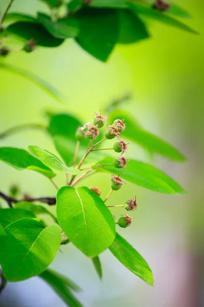 Güzel yaprak natur — Stok fotoğraf