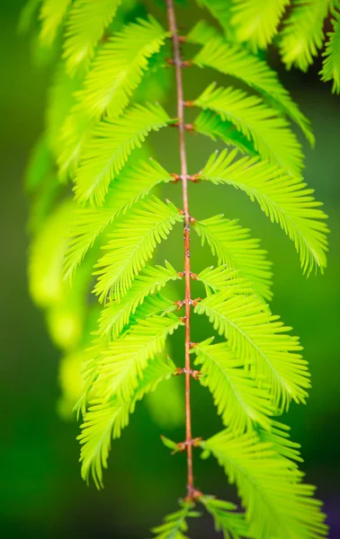 Nice leaf in natur — Stock Photo, Image