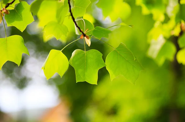 Bela folha na natur — Fotografia de Stock