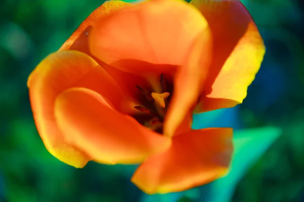 Naturalne kwiat w natur — Zdjęcie stockowe
