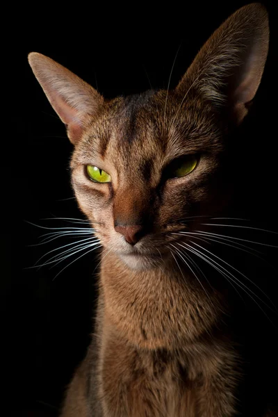 King of Cats — Stock Photo, Image