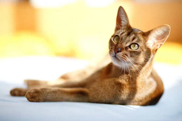 Abyssinian cat — Stock Photo, Image