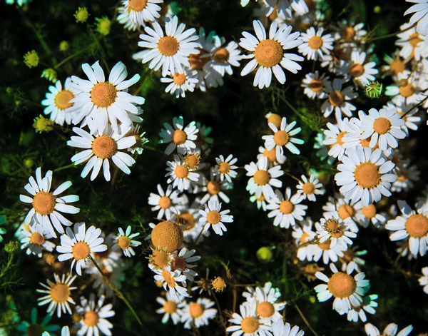 Rosa vermelha — Fotografia de Stock