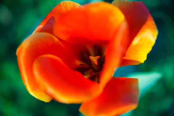 Punaruusu — kuvapankkivalokuva