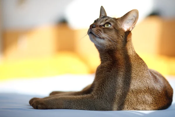 Gato abisinio — Foto de Stock