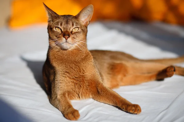 Kucing Abyssinian — Stok Foto