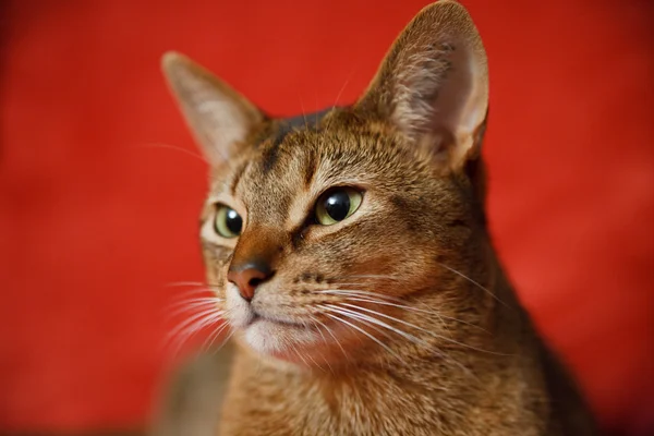 Ефіопська кішка — стокове фото
