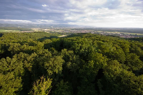 Sort skov i Tyskland næsten Freiburg - Stock-foto