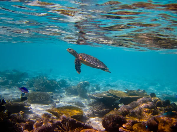 Hawksbill черепаха плавальний як літаючий — стокове фото