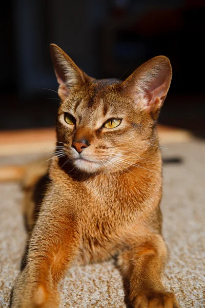 Gato abissínio — Fotografia de Stock