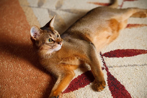 Abyssinian cat — Stock Photo, Image