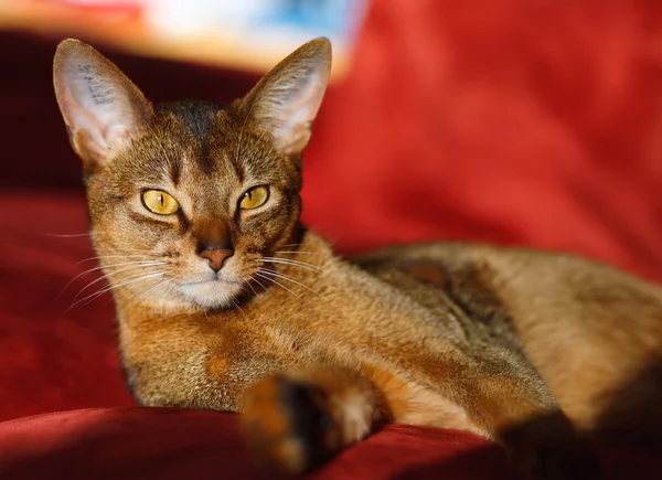 Gato abisinio — Foto de Stock