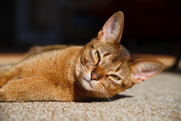 Abyssinian cat — Stock Photo, Image