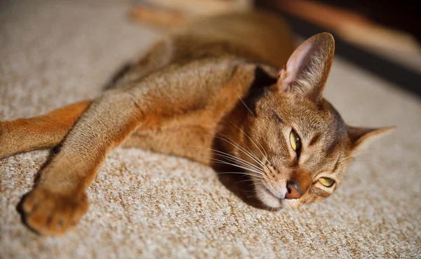 Abyssinian cat — Stock Photo, Image