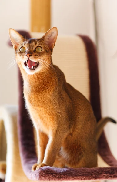 Gato abisinio — Foto de Stock