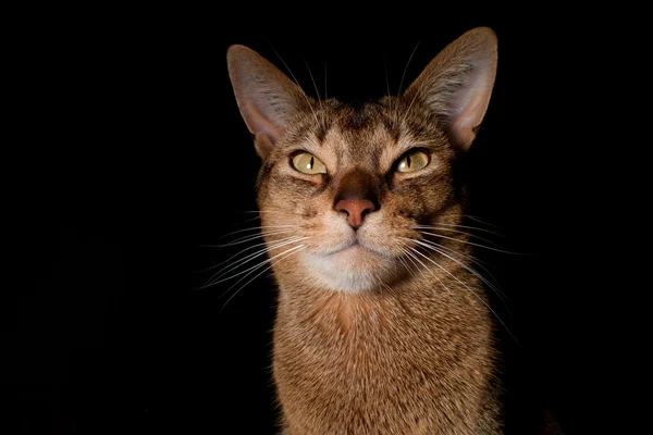 Gato abisinio — Foto de Stock