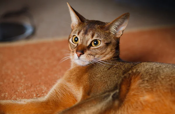 Gato abissínio — Fotografia de Stock