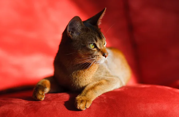 Abyssinian cat — Stock Photo, Image