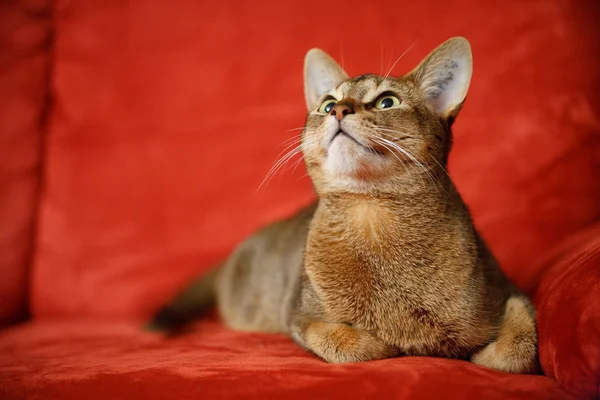 Gato abisinio Imágenes de stock libres de derechos