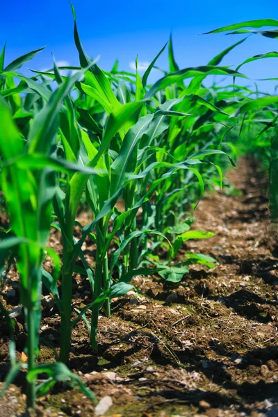 Reihe von Mais auf einem landwirtschaftlichen Feld. Stockbild