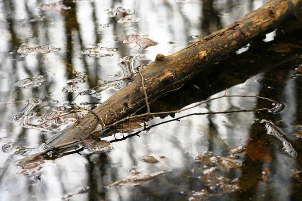 Wasser im Wald Stockbild