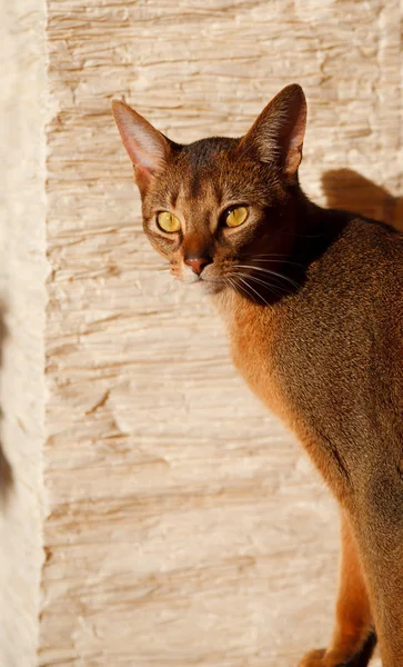 Abyssinian kat Rechtenvrije Stockfoto's