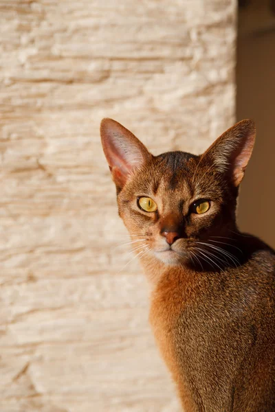 アビシニア猫 ストック写真