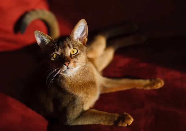 Abyssinian kat Stockafbeelding