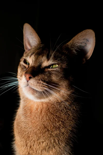 Abyssinian kat Stockfoto