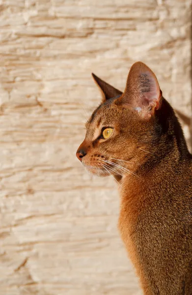 アビシニア猫 ロイヤリティフリーのストック写真