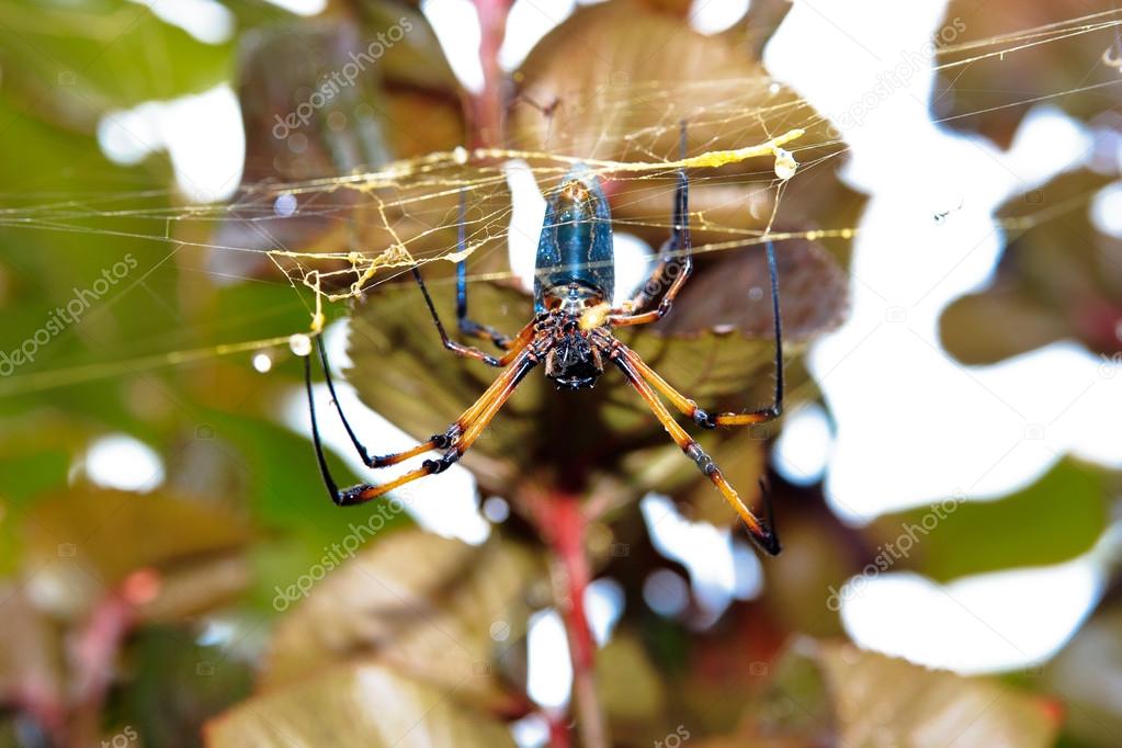 Palm spider Stock Photo by ©anobis 33017353