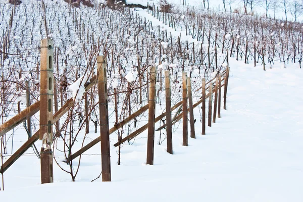 Tuscany: wineyard in winter — Stock Photo, Image