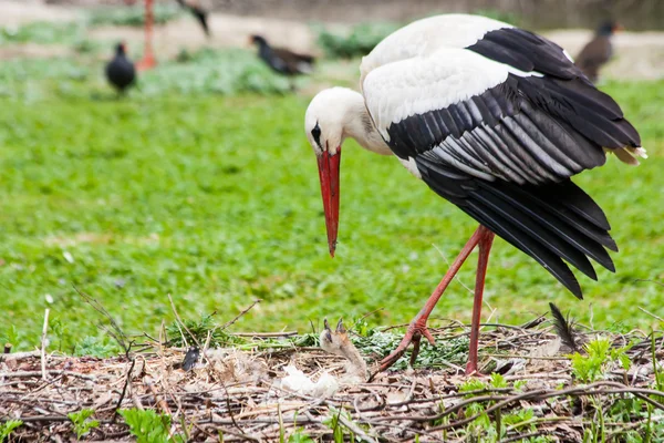 Mother stork feeding its youngs — Stock Photo, Image