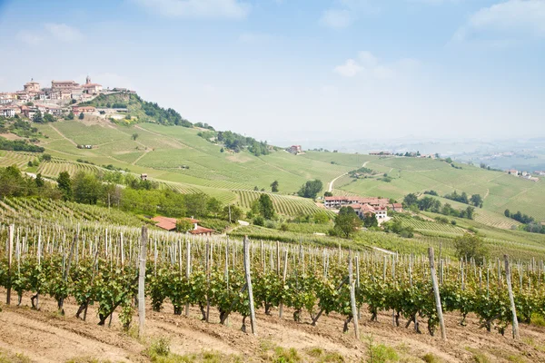Tuscany vineyard — Stock Photo, Image