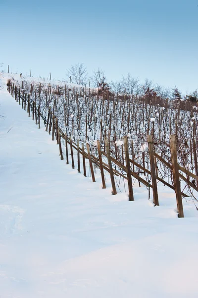 Тоскана: зимний виноградник — стоковое фото