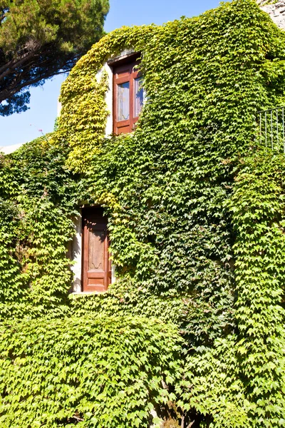 Castle covered by ivy — Stock Photo, Image