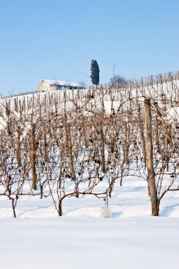 Tuscany: wineyard in winter clipart