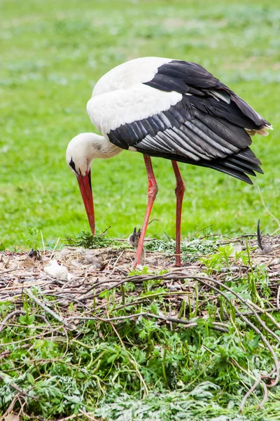 Mother stork feeding its youngs — Stock Photo, Image