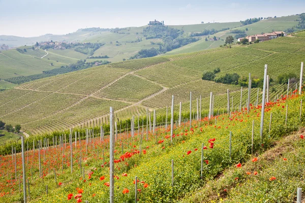 Toscane wijngaard — Stockfoto