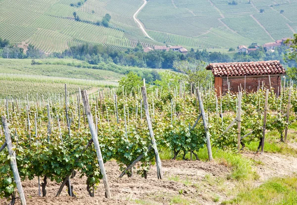 Viñedo en Toscana — Foto de Stock