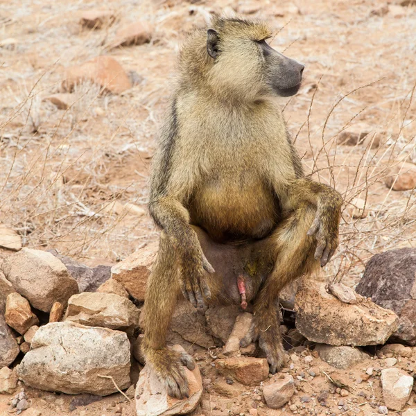 Babuíno em Kenya — Fotografia de Stock