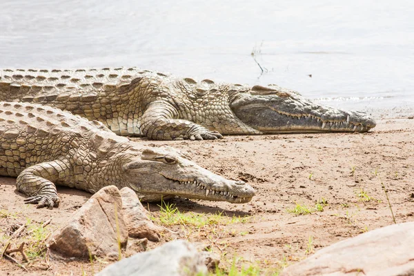 Crocodilos quenianos — Fotografia de Stock