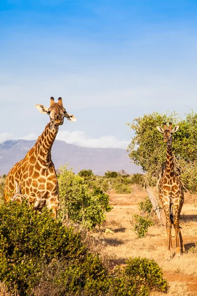 Kostenlose Giraffe in Kenia — Stockfoto