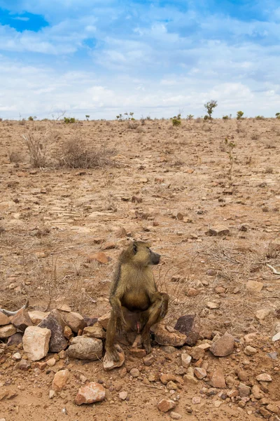Babuíno em Kenya — Fotografia de Stock