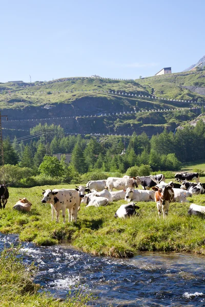 Vacas y Alpes italianos — Foto de Stock