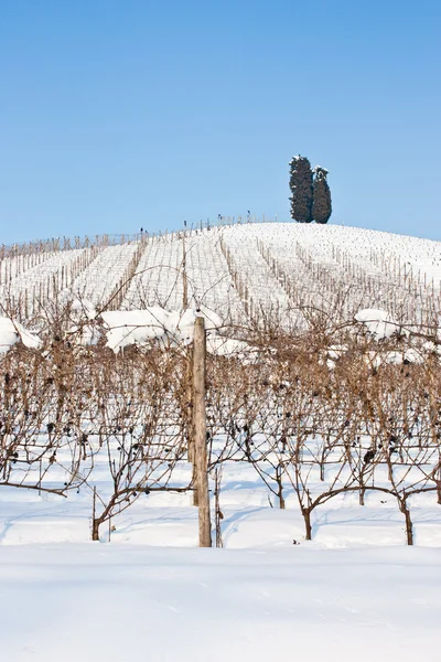 Tuscany: wineyard in winter — Stock Photo, Image