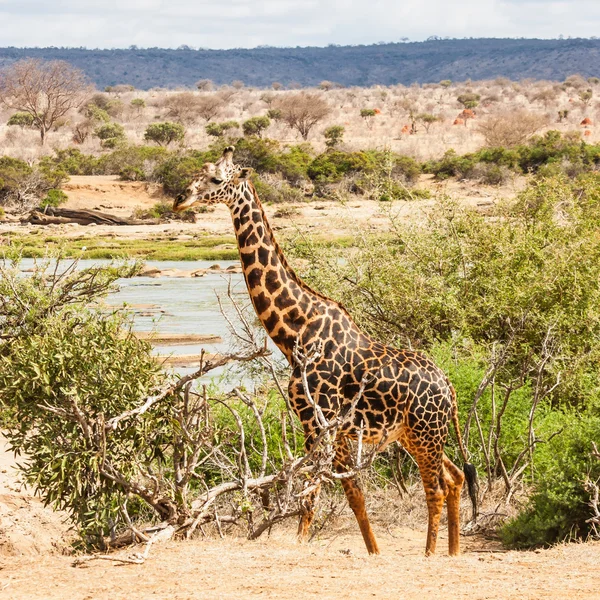 Girafa grátis no Quênia — Fotografia de Stock