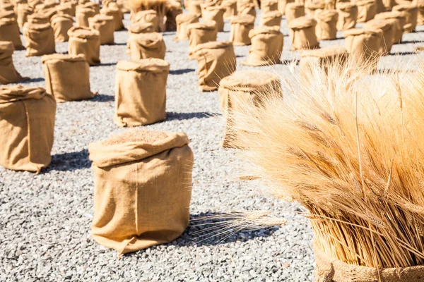 Ripe Summer Wheat — Stock Photo, Image